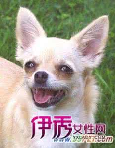犬牙齿年龄图解 如何从牙齿判断犬的年龄