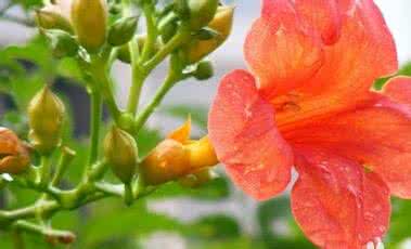 凌霄花的养殖方法 凌霄花的功效与作用