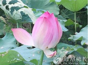 一日禅集锦经典 一日禅集锦（408）