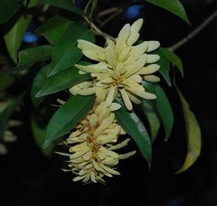 云南黄杞 云南黄杞(Engelhardtia spicata),胡桃科