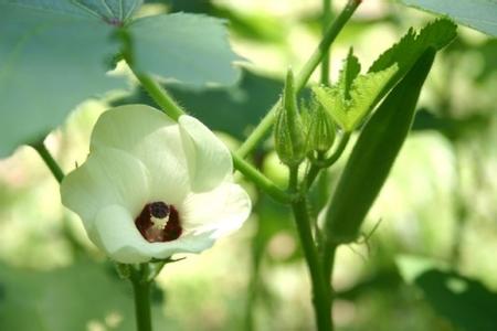 六角豆能治糖尿病吗 六角豆 糖尿病克星