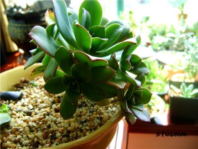 多肉植物艳日辉怎么养 【园艺】多肉植物艳日辉养护要点