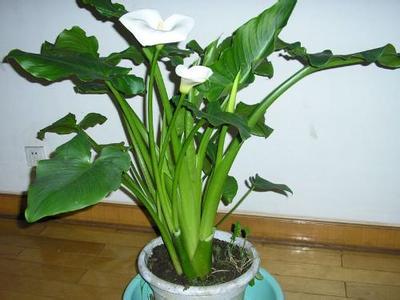 马蹄莲能放在卧室吗 马蹄莲能放在卧室吗 【马蹄莲能放在卧室吗】马蹄莲的摆放位置