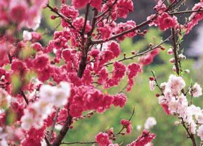 桃花林 桃花林;佳人醉