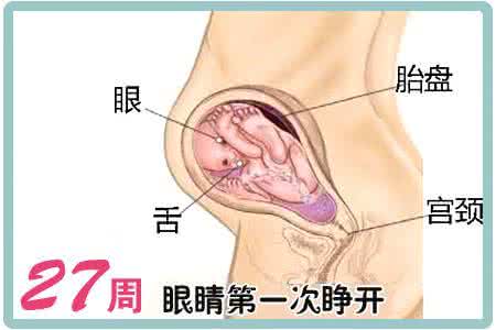 怀孕21周没感觉胎动 怀孕21周没感觉胎动 怀孕20周还没感觉到胎动？要特别小心的是...