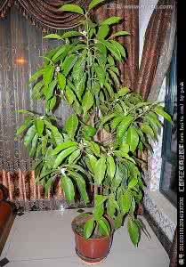 老桩白兰花盆景 白兰花盆景