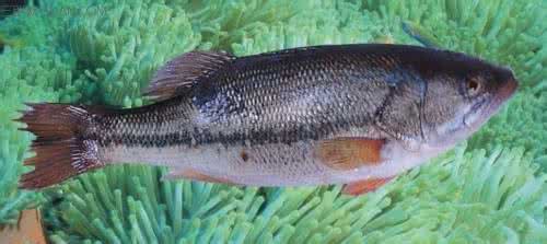 全景大师厕拍新作品 毛香财大师作品