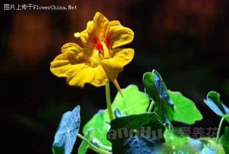 旱金莲多久开花 秋种旱金莲冬季可开花赏花