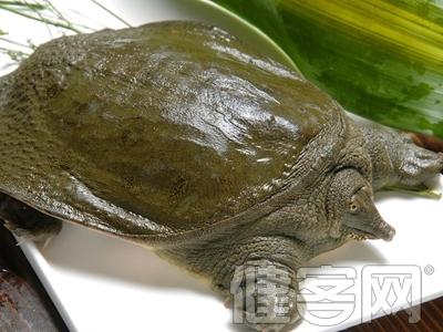 甲鱼的营养价值 吃甲鱼上火吗？甲鱼的营养价值有哪些