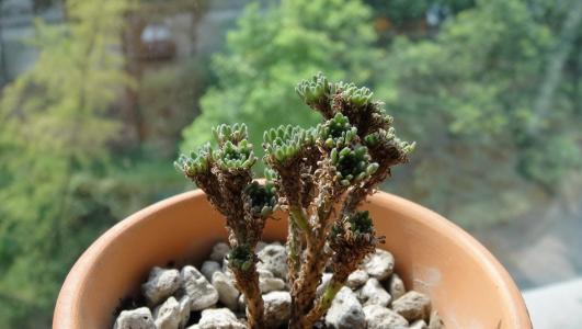 多肉植物球松怎么养 种植技术 多肉植物-球松，小东西，大造型_种植技术