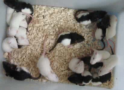 花枝鼠饲养 花枝鼠 花枝鼠的饲养方法