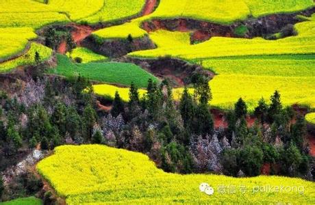 花开成海 震惊！！！中国有个地方已经花开成海了！