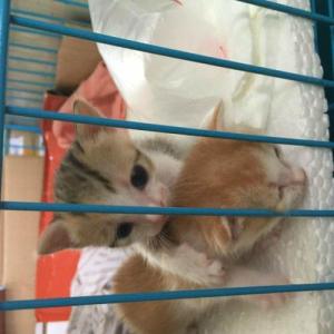 如何进行牛的选种选配 如何为小猫咪选种选配