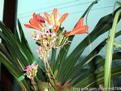 多肉植物怎么养殖 并蒂花 并蒂花是什么植物 并蒂花怎么养殖