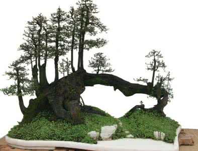 盆景浇水技巧 盆景的浇水技巧