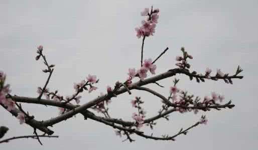 怎么破烂桃花 破烂桃花 【怎么破烂桃花】解析怎么破烂桃花