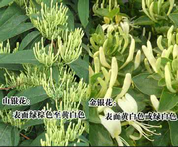 山银花与金银花的区别 山银花与金银花的区别 山银花与金银花的区别到底有哪些