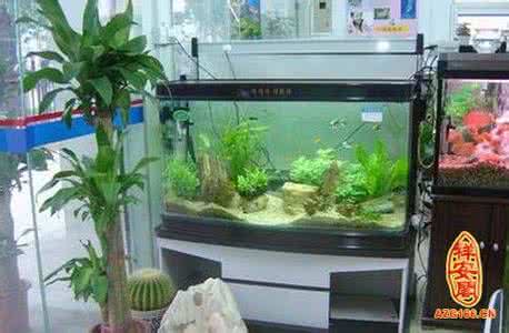 卧室床头摆放旺财风水 旺财风水：怎么摆放鱼缸旺财