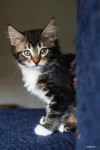 宠物摄影师招聘 八招教你玩转宠物主题类摄影