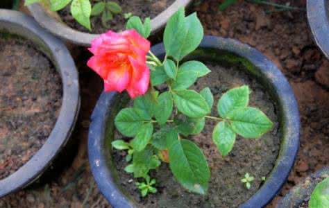 月季扦插技术 月季扦插技术 月季扦插技术让自己月季变的越来越多哦