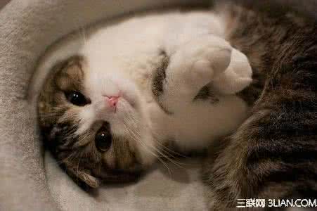 猫咪信任你的表现 怎么判断猫咪是否信任你