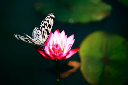 蝶花相恋 花和蝶