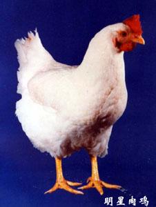 明星肉鸡品系配套 明星肉鸡