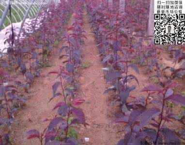 樱花树怎么种 樱花树种植 怎么用樱花种子种植樱花树