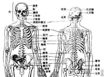 卸骨术视频教学 卸骨术图解 卸骨术基本功之人体骨骼总述图解教学