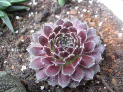 花土的消毒方法大全 多肉植物花土的几种消毒方法