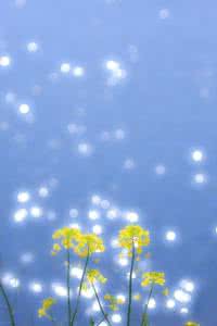 你若安好便是晴天 若你安好，便是晴天【唯美情感】