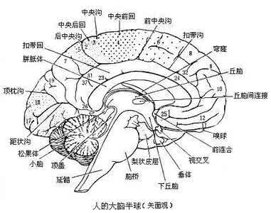 脑供血不足的病因 脑供血不足的病因 脑供血不足较为常见的病因