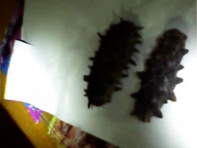 海茄子有营养吗 海参与海茄子有什么区别