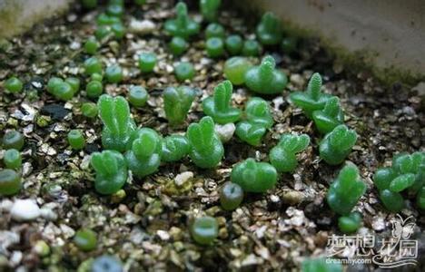 多肉植物发芽后咋样 多肉植物发芽后