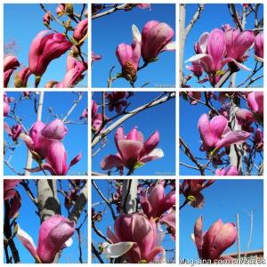 樱花虾繁殖过程图 繁 花！（过程图示超详细！）