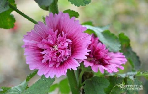 蜀葵的种植方法 蜀葵的繁殖方法 简单三招一学就会