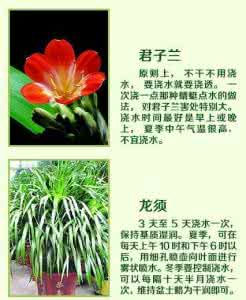 家养绿植 图解:18种常见家养绿植的正确浇水方法