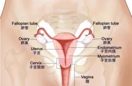 根治慢性盆腔炎的偏方 慢性盆腔炎的症状