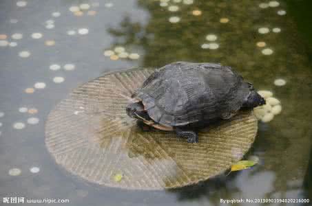 乌龟下蛋了怎么办 一只乌龟怎么下蛋？