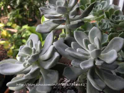 肉肉徒长是什么意思 你的肉肉徒长了吗？大神教你两个月群生大法，你将不再害怕徒长！