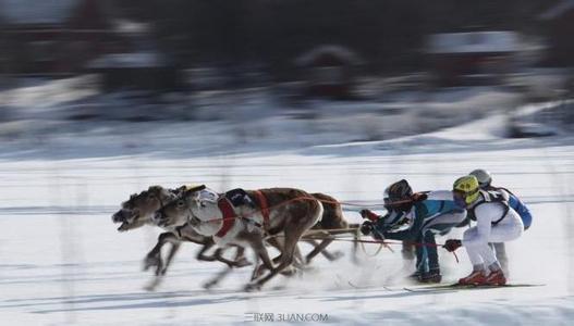芬兰 鹿 芬兰赛鹿节简介