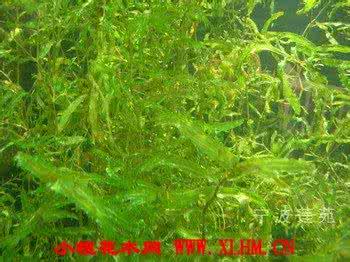 distinct 眼子菜(Potamogeton distinctus),眼子菜科