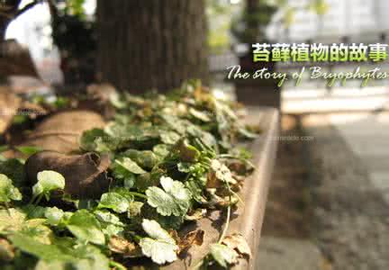 苔藓植物 苔藓 关于苔藓植物的故事
