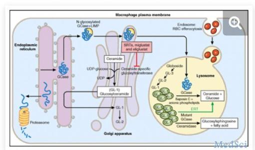 活细胞疗法 在活细胞中构建出基于重组酶的状态机器