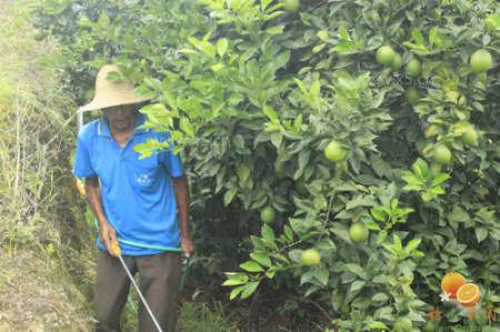 果树什么时候浇水 果树夏天什么时候浇水？