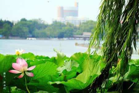 大明湖畔的夏雨荷 大明湖畔的夏雨荷或许活在这年的春天