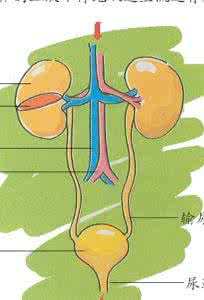 尿少就一定是肾衰竭吗 少尿