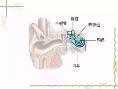 耳蜗解剖图 耳蜗解剖和生理（一）