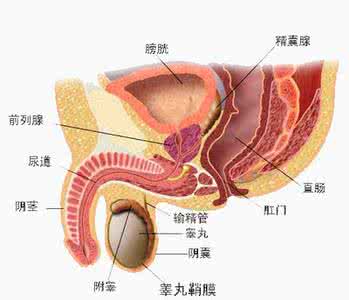 阴茎静脉漏是什么症状 男人阴茎静脉漏的治疗方法