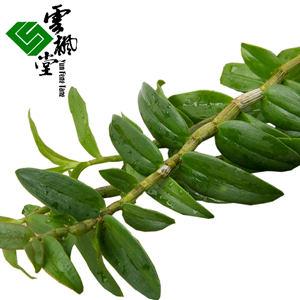 铁皮石斛九大仙草之首 中华九大仙草:铁皮石斛的功效与药用价值